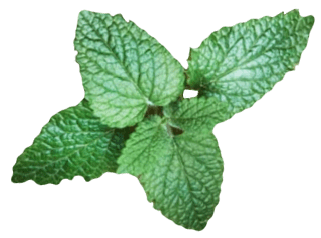 mint_logo