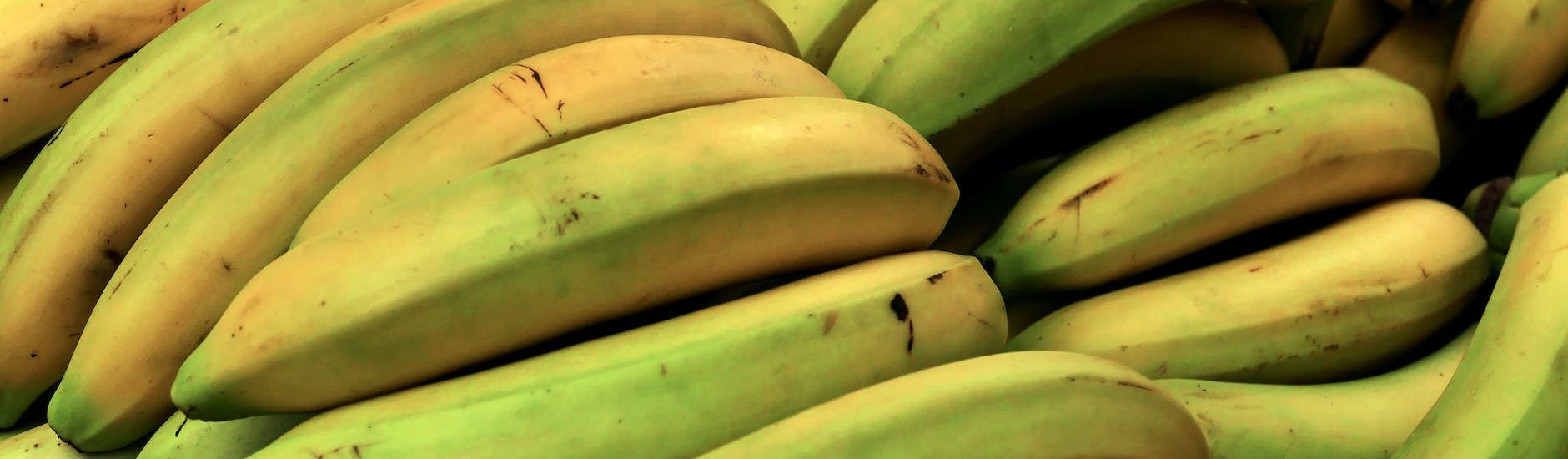 close up photo of yellow and green bananas